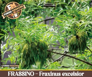 Frassino-Fraxinus excelsior-2026