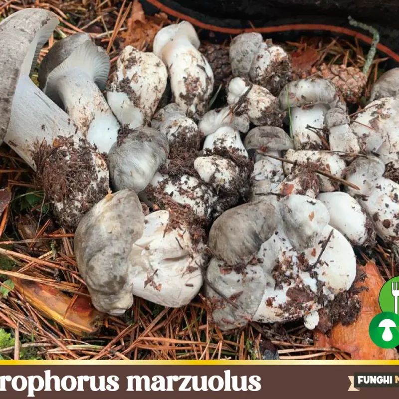 Hygrophorus Marzuolus – Marzuolo o Dormiente