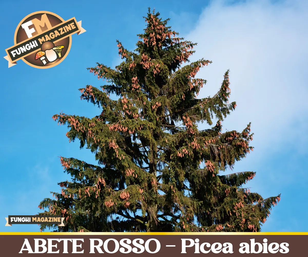 Abete rosso, Picea abies, 2026