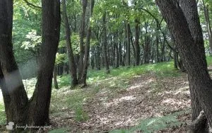 Bosco Termofilo - Ambienti boschivi