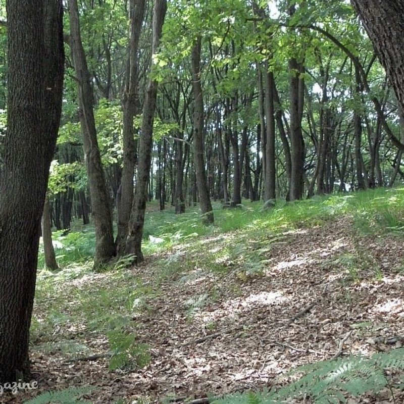 Bosco Termofilo – Ambienti boschivi