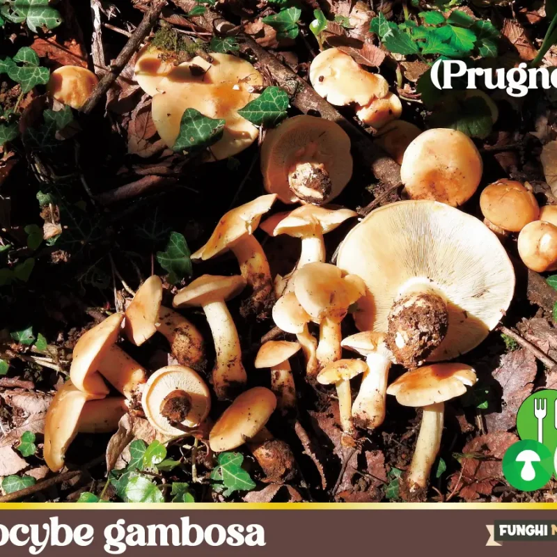 Calocybe gambosa – Fungo Prugnolo – Funghi Commestibili