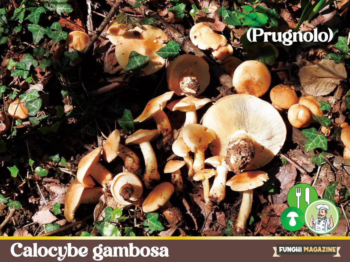 Calocybe gambosa