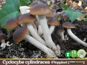 Cyclocybe cylindracea Cyclocybe aegerita Pioppino Piopparello