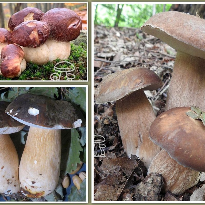 A caccia dei primi Porcini primaverili