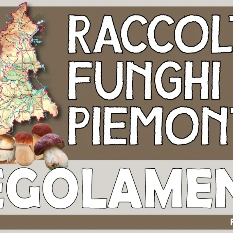 Raccolta funghi Piemonte 2024 – Regolamenti