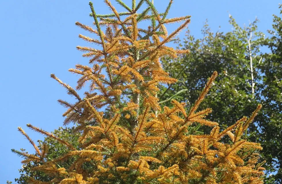 cancro dell'abete rosso/Picea abies