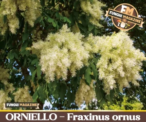 Orniello Fraxinus ornus
