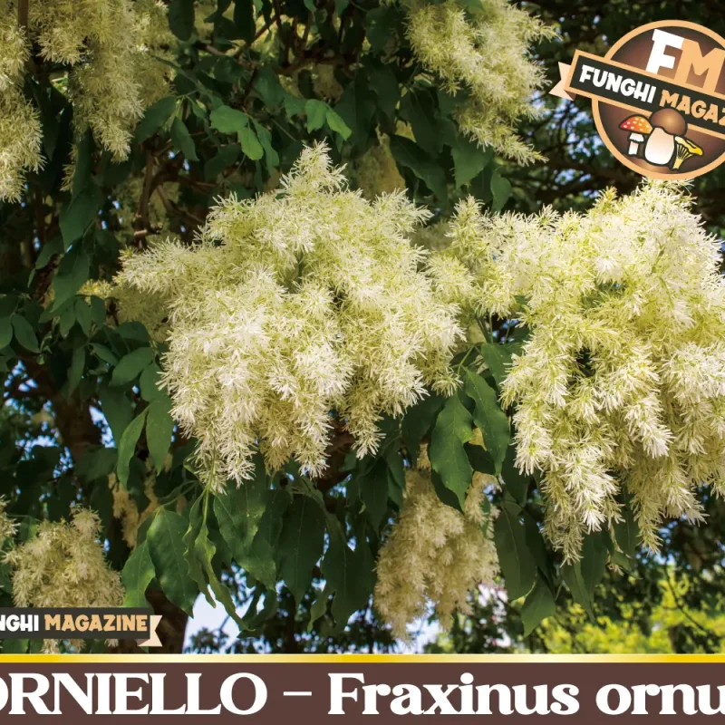 Orniello / Orno / Fraxinus ornus