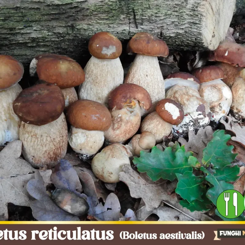 Boletus reticulatus / B. aestivalis / Porcino Estatino