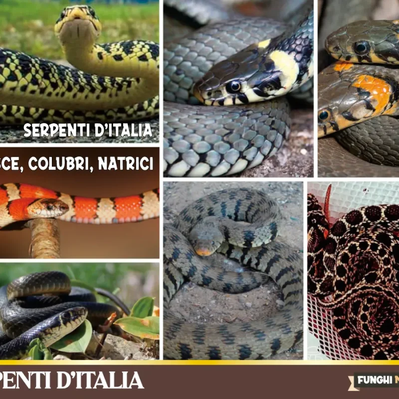 Serpenti d’Italia. Bisce, Colubri e Natrici