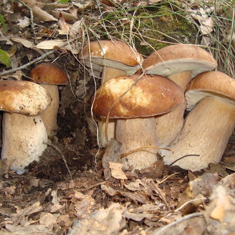 Meteo funghi 25 maggio. Andar per funghi in sicurezza