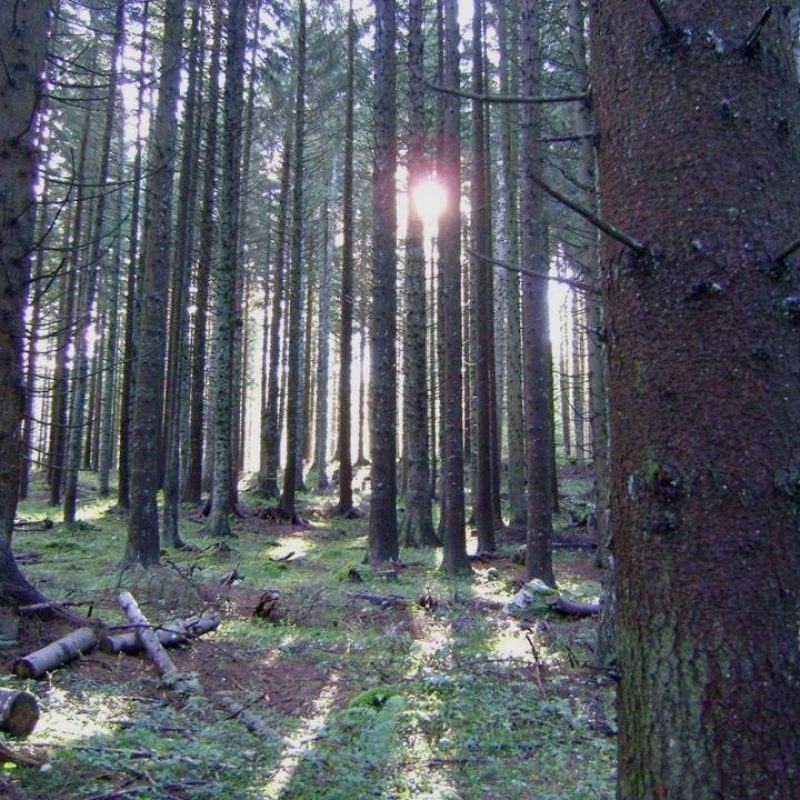 Cos’è il Forest Bathing o Silvoterapia