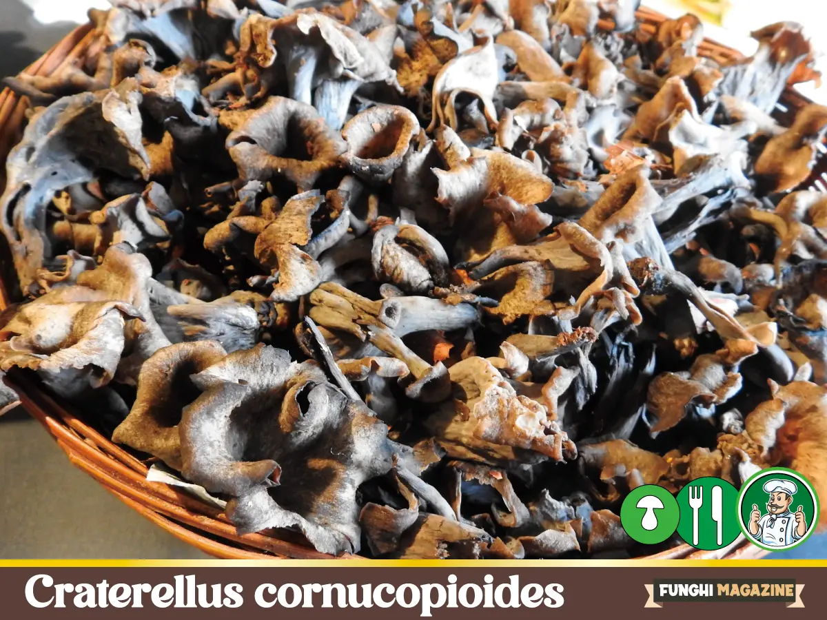 Craterellus cornucopioides Trombette dei morti