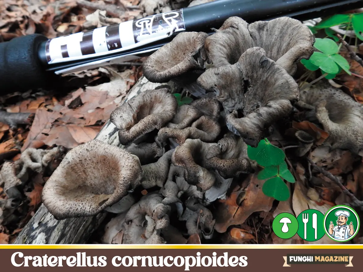 Craterellus cornucopioides Trombette dei morti