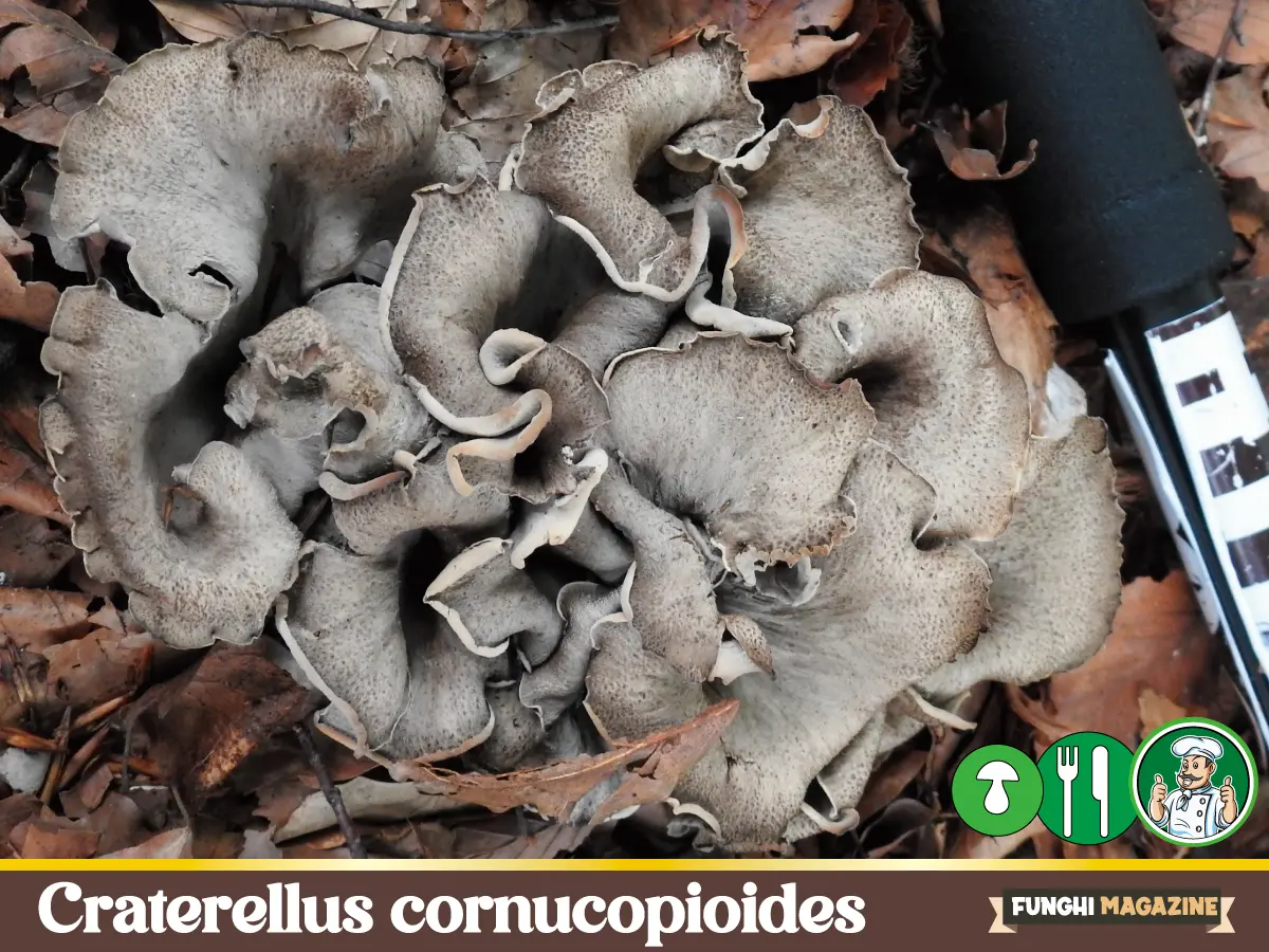 Craterellus cornucopioides Trombette dei morti