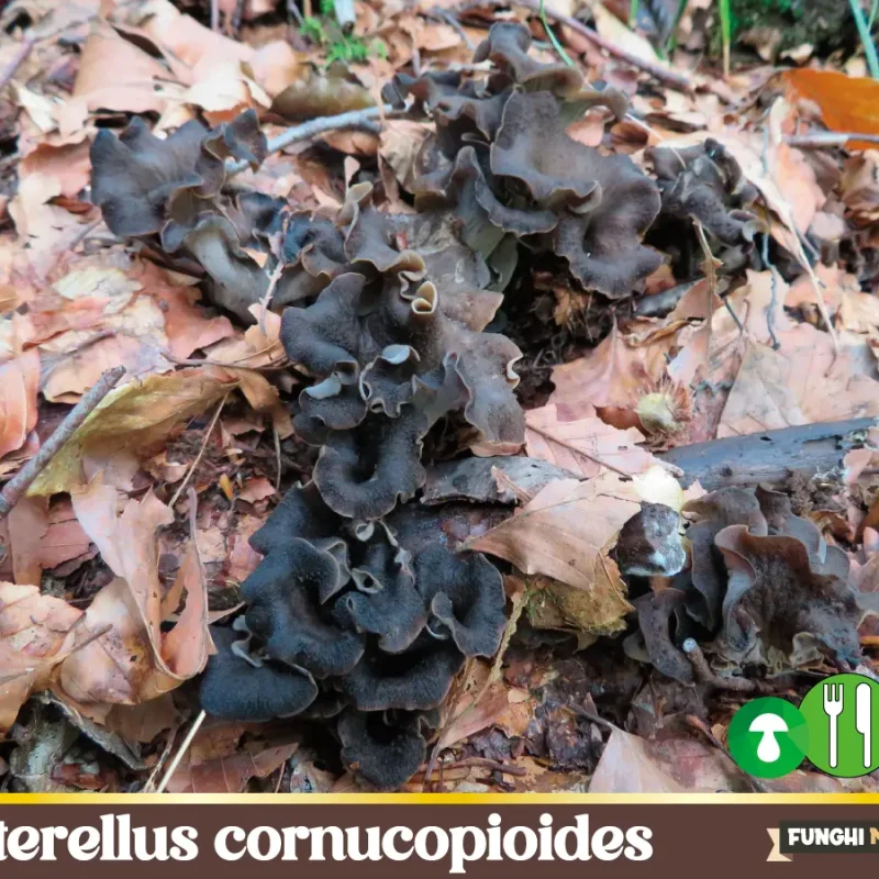Craterellus cornucopioides, le Trombette dei morti