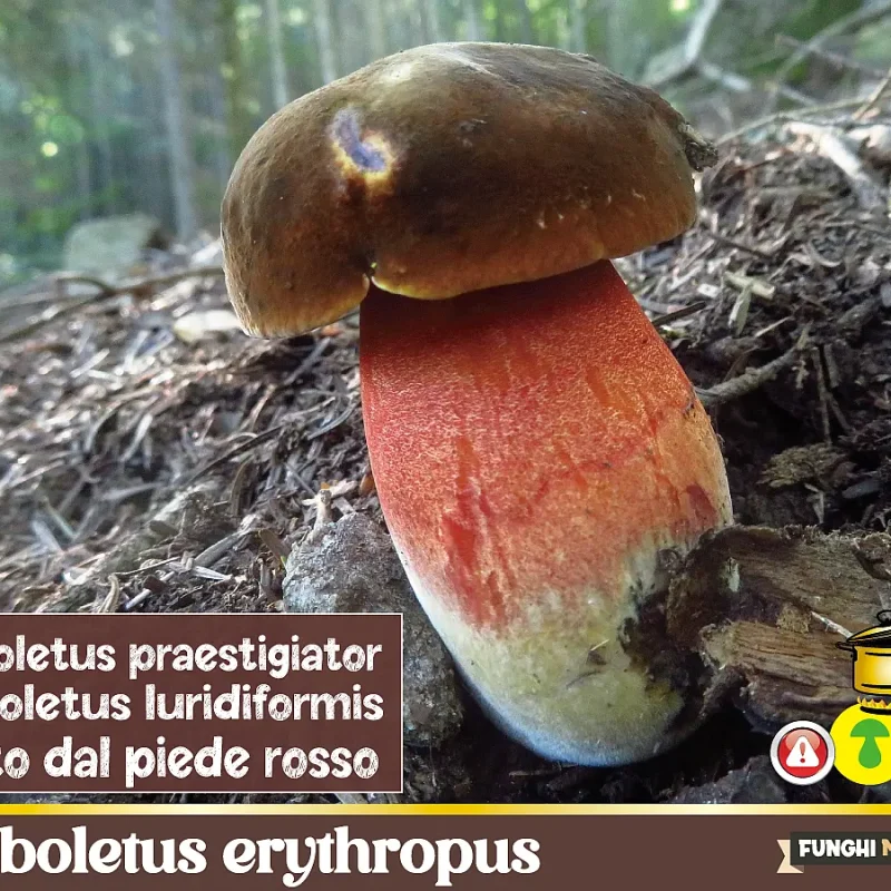 Neoboletus erythropus o Boleto dal Piede Rosso-Ferè