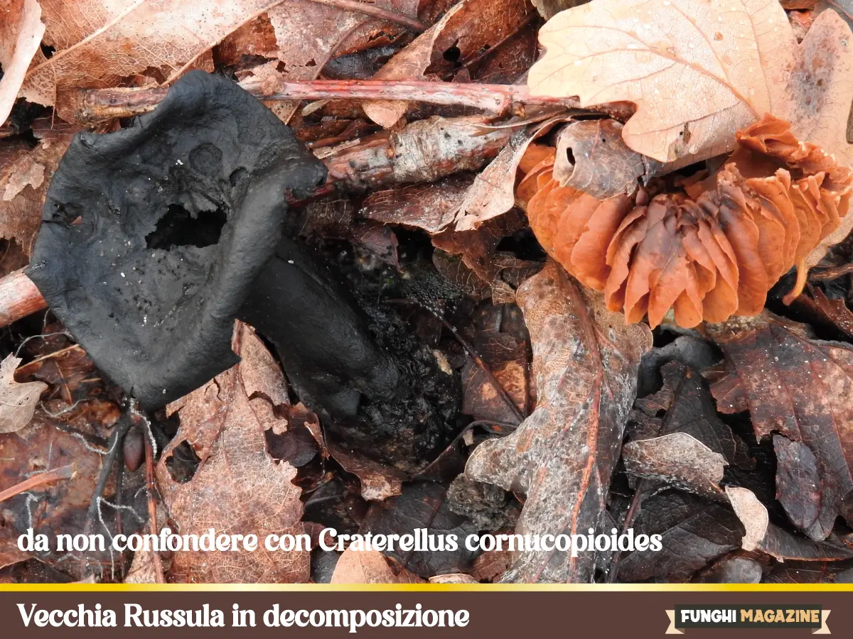 Sosia di Craterellus cornucopioides - Russula in decomposizione