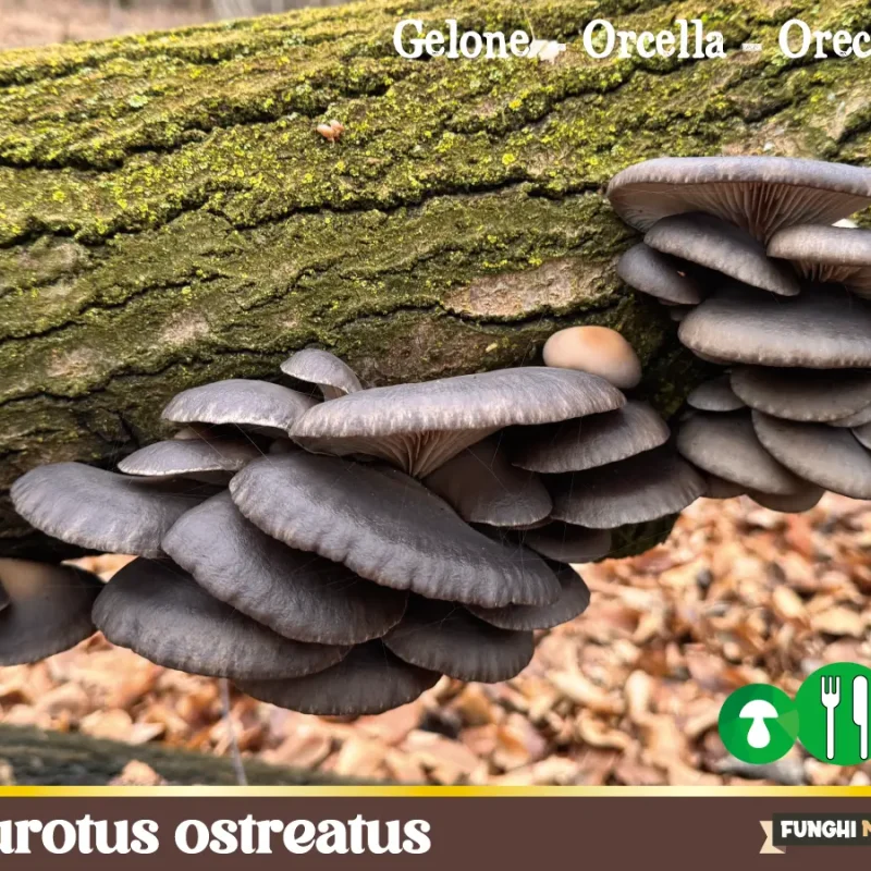 Pleurotus ostreatus – fungo-gelone – Ottimo commestibile