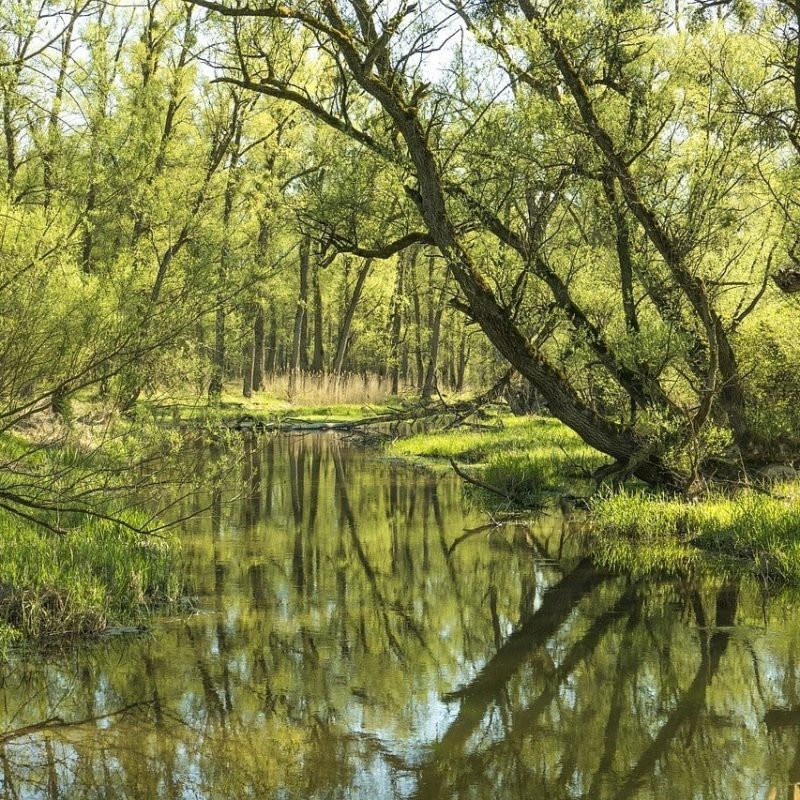 Bosco igrofilo – Ambiente igrofilo