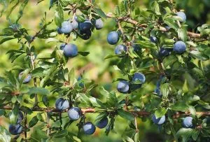 Prunus spinosa - Prugnolo