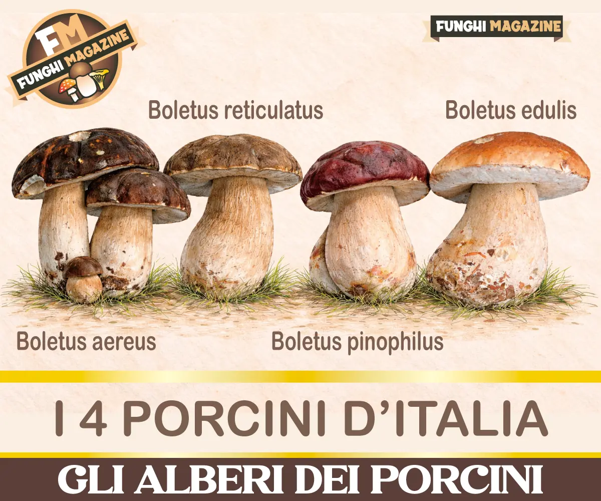 Gli alberi dei funghi Porcini - 4 tipi di Porcino