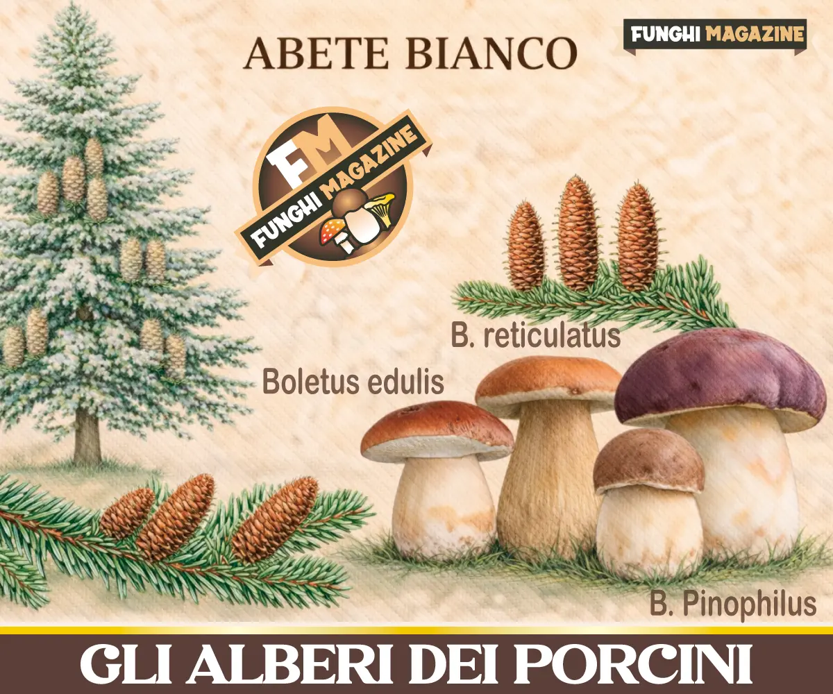 Gli alberi dei funghi Porcini - Abete bianco