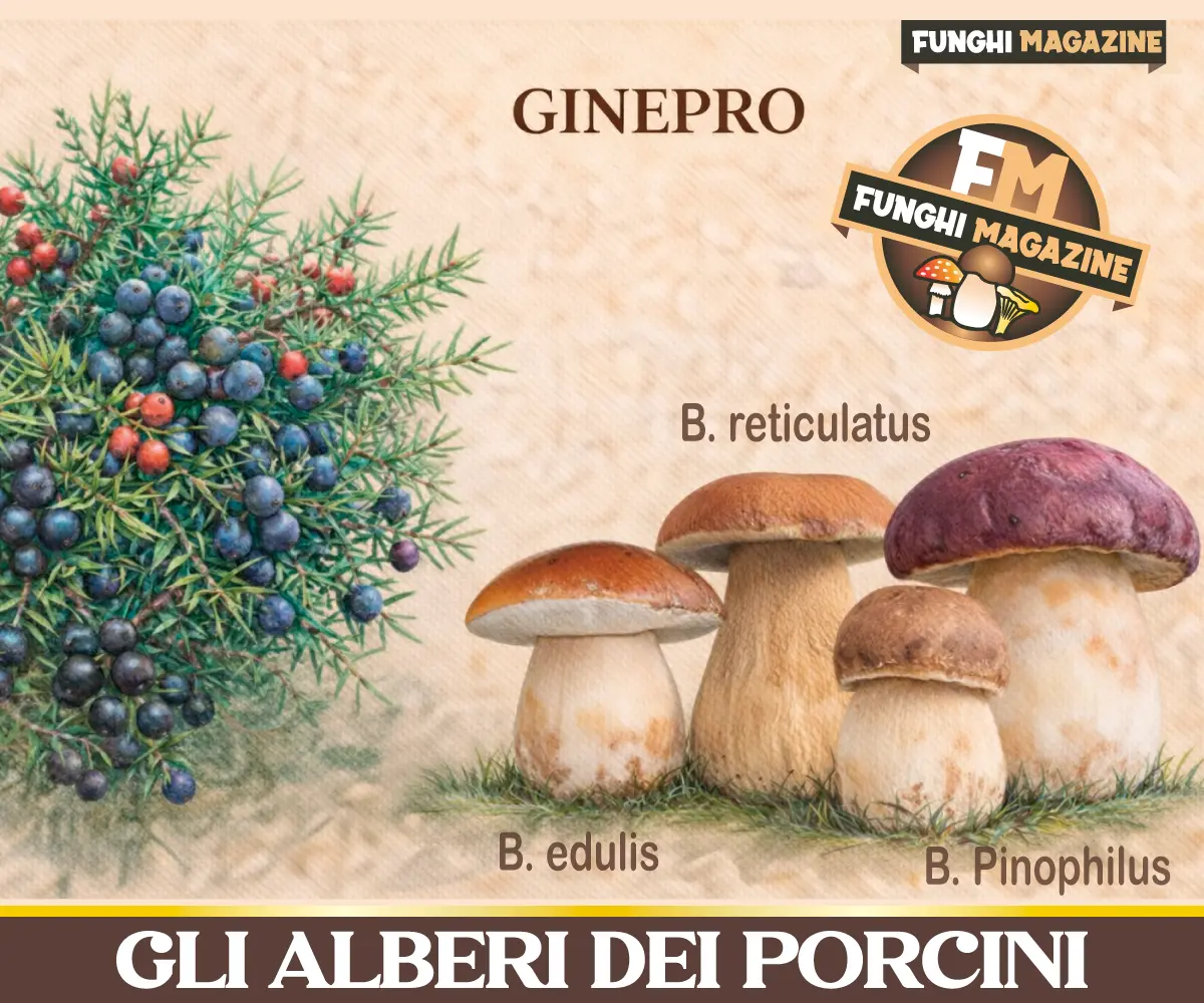 Gli alberi dei funghi Porcini - Ginepro