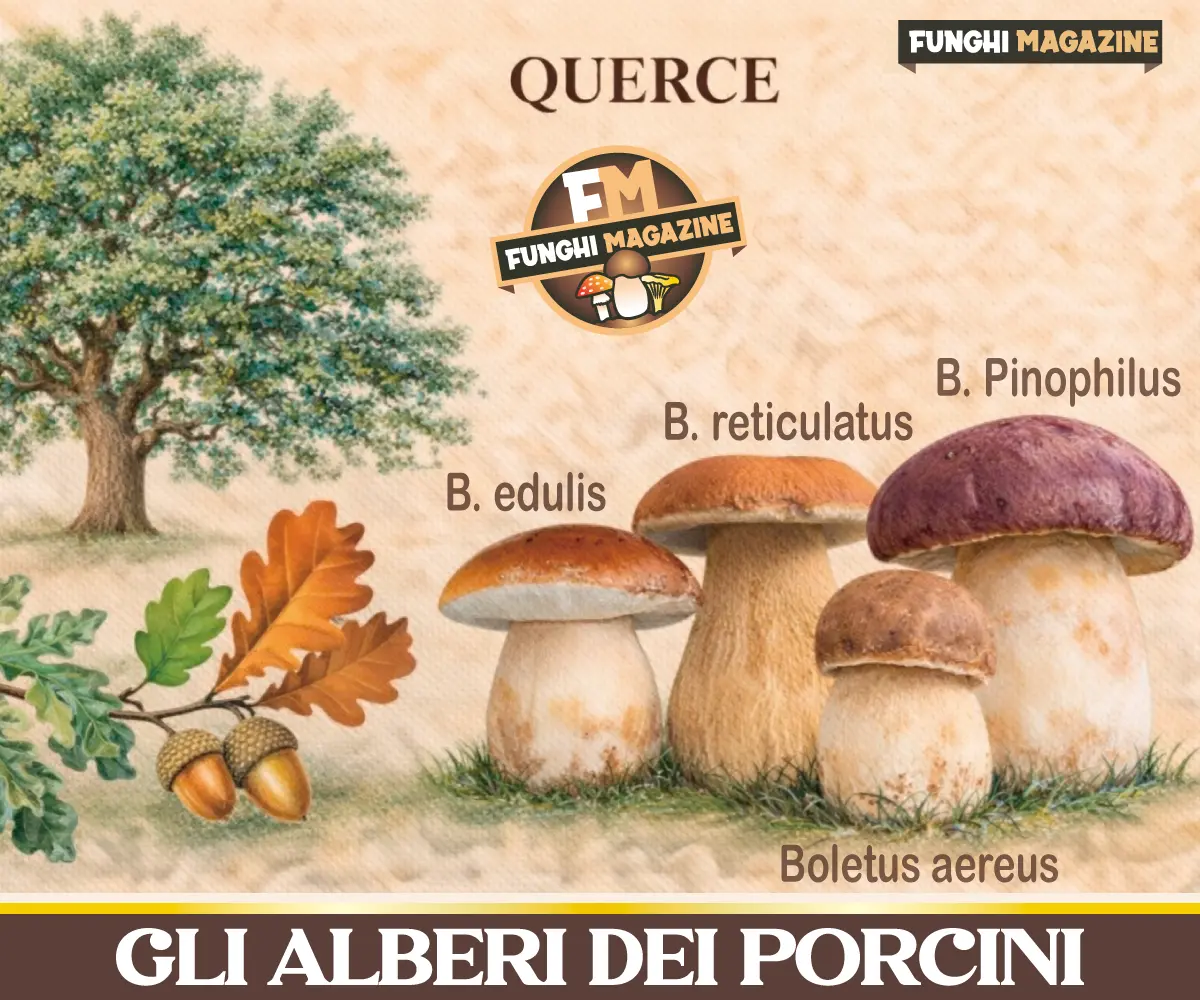 Gli alberi dei funghi Porcini -Querce