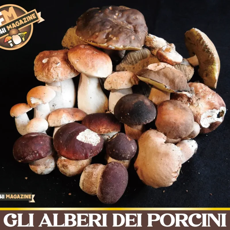 Gli alberi dei funghi Porcini