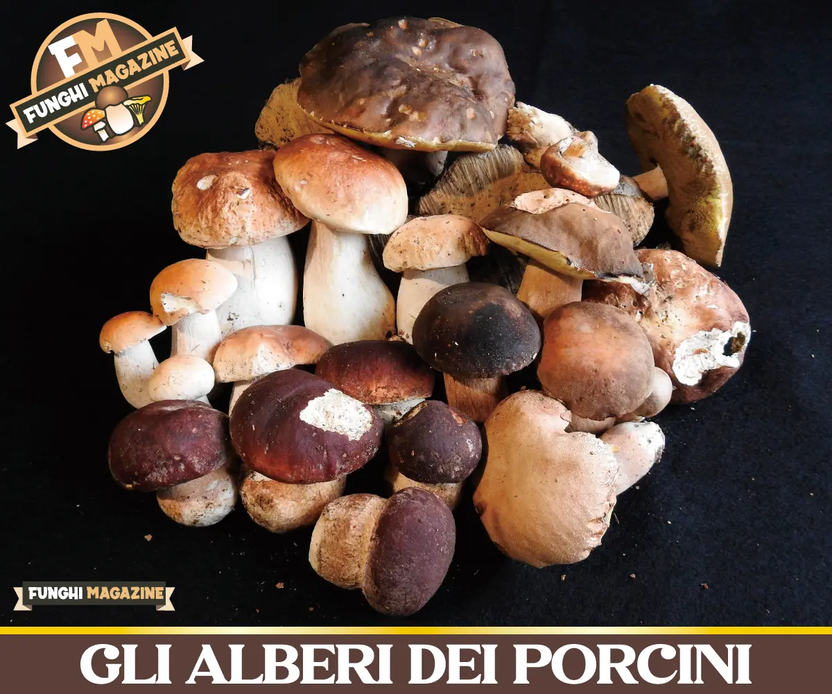 Gli alberi dei Porcini-Funghi Porcini