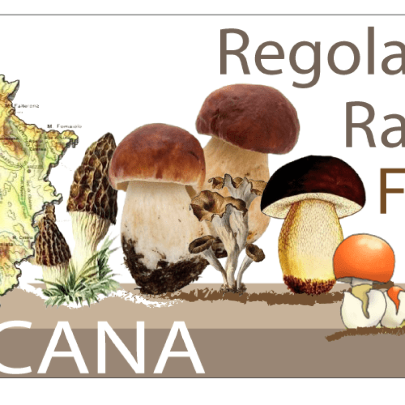 Raccolta funghi Toscana 2021