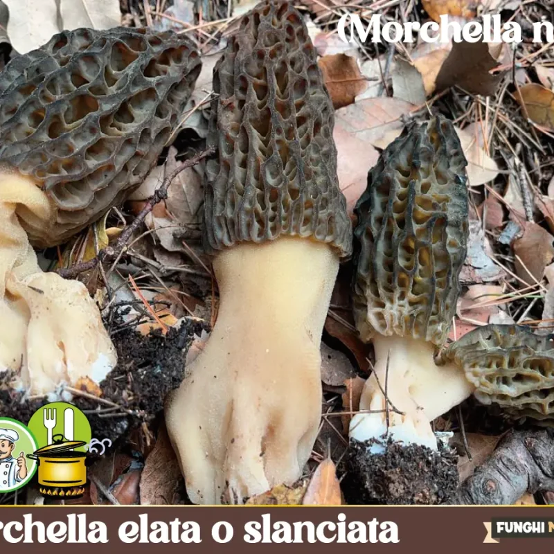 Morchella elata o Spugnola slanciata