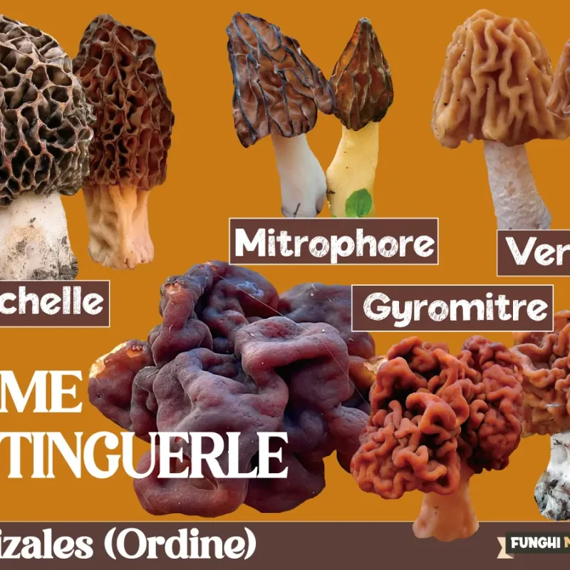 Morchella, Mitrophora, Verpa, Gyromitra, come distinguerli?