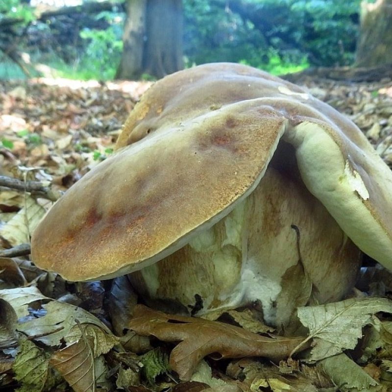 Boletus Gallery 2019 – I Porcini dei lettori, fine Maggio
