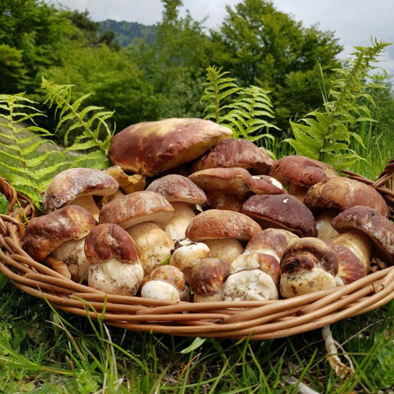 L’inizio della stagione dei Porcini e dei funghi estivi