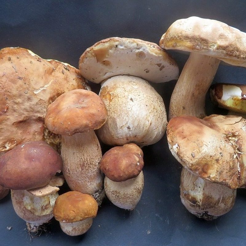 Giugno il mese dei Porcini e funghi estivi