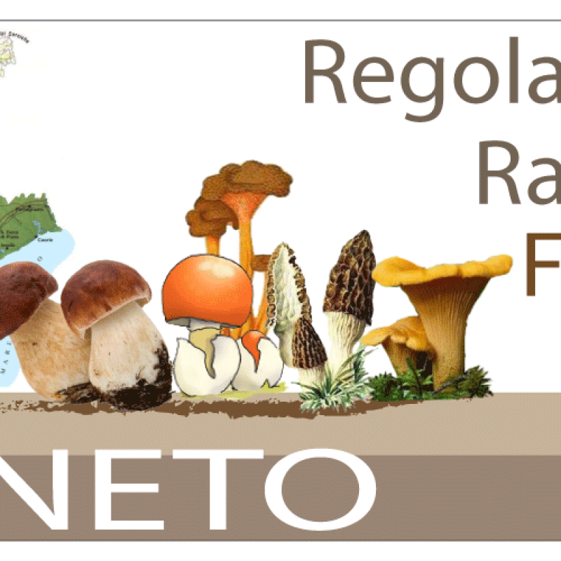 Raccolta funghi Veneto – Regolamenti