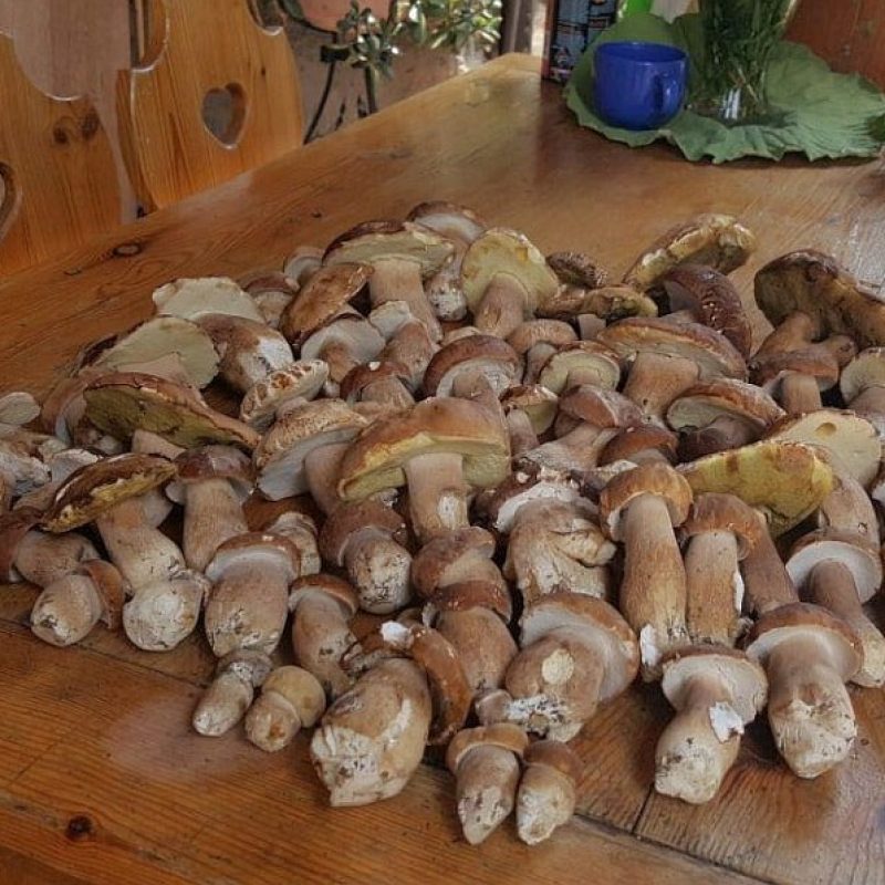 Funghi Porcini ecco le prime nascite e dov’è piovuto