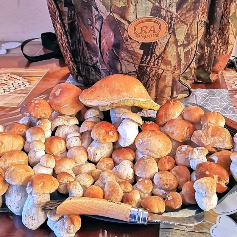Buone nascite di funghi Porcini, vediamo dove. Le piogge caduta in Italia