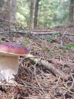 Porcino edulis