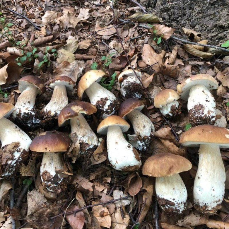 Grandi nascite di funghi Porcini ma troppi funghi nel cesto. Le piogge cadute in Italia