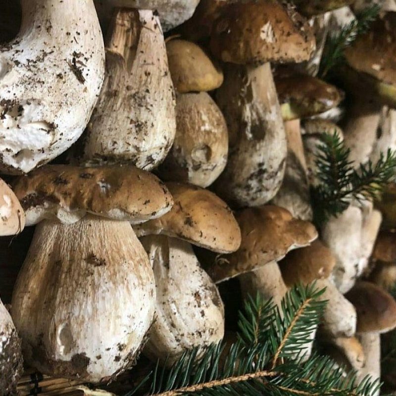 Funghi Porcini al Nord ma anche al Centro-Sud. Dov’è piovuto in Italia