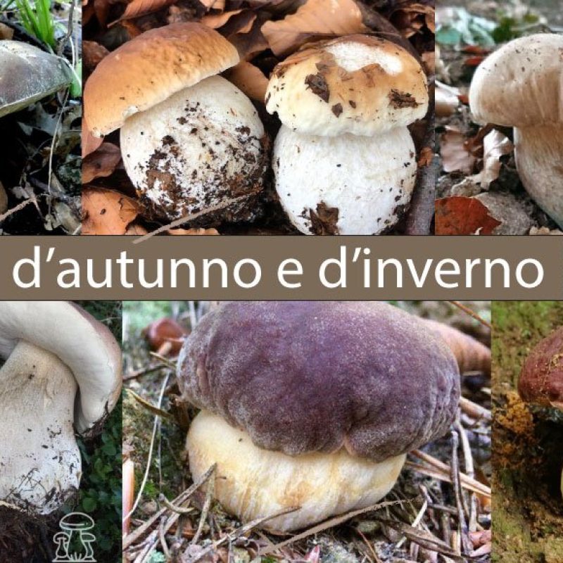 Il calendario dei funghi Porcini autunnali-invernali