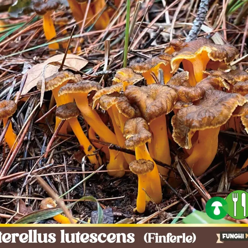 Craterellus lutescens già Cantharellus lutescens o Finferla