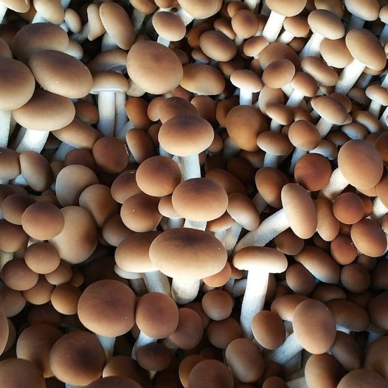 Aggiornamento funghi invernali natale 2019