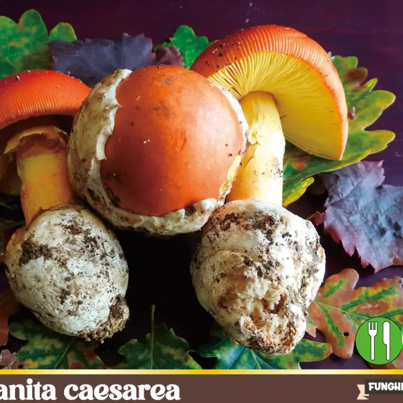 Amanita caesarea – Ovolo buono