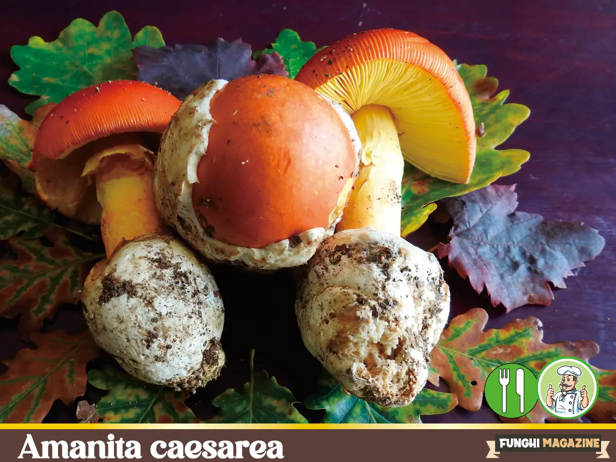 Home-funghimagazine 39 Amanita caesarea
