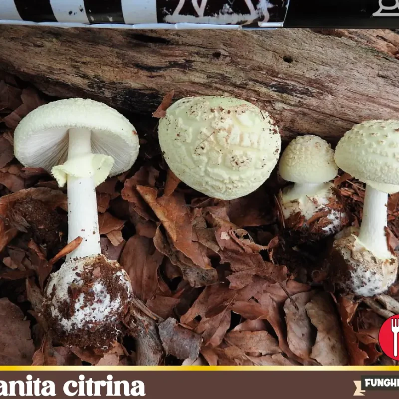Amanita citrina – Tignosa paglierina